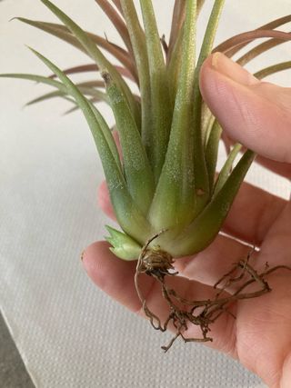 Tillandsia ionantha