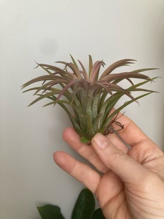 Tillandsia ionantha