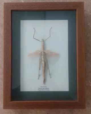 Insecto Palo Gigante Enmarcado 32x42x5