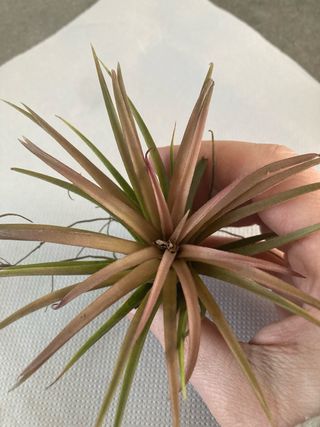 Tillandsia ionantha pianta aerea