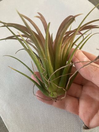 Tillandsia ionantha pianta aerea
