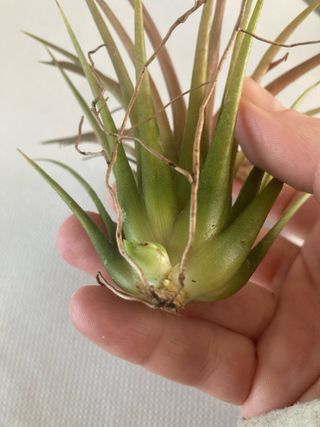 Tillandsia ionantha pianta aerea