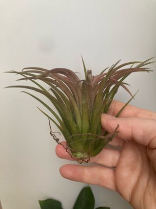 Tillandsia ionantha pianta aerea