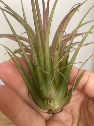 Tillandsia ionantha pianta aerea