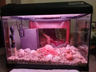 Acquario nero con accessori