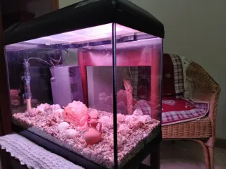 Acquario nero con accessori