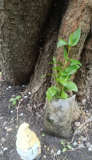 Planta natural con flores lilas