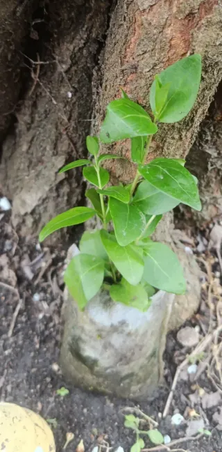 Planta natural con flores lilas