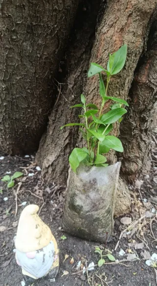 Planta natural con flores lilas