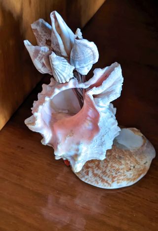 Set marinero de tenedores con conchas