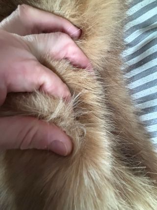 Chaleco pelo Stella Rittwagen Talla L-XL