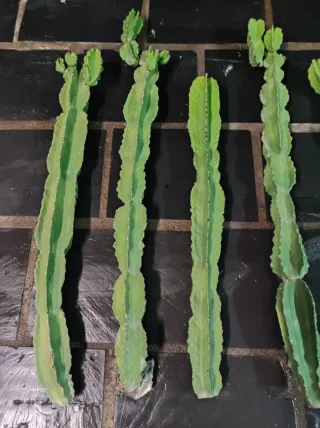 Cactus 2 unidades de hijuelos