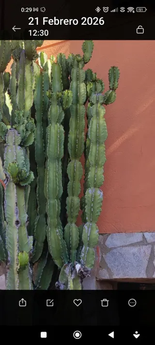 Cactus 2 unidades de hijuelos