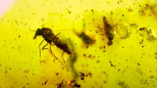 Lote 17 piezas ámbar con insectos fósiles