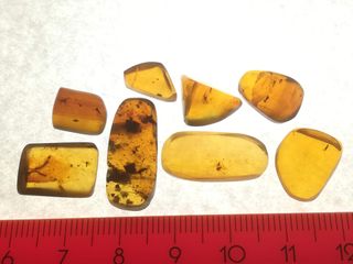 Lote 17 piezas ámbar con insectos fósiles