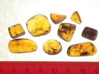 Lote 17 piezas ámbar con insectos fósiles