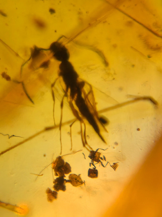 Lote 17 piezas ámbar con insectos fósiles