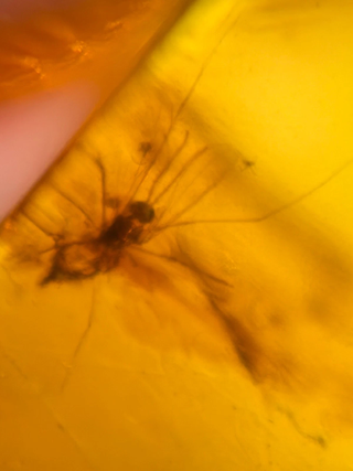 Lote 17 piezas ámbar con insectos fósiles