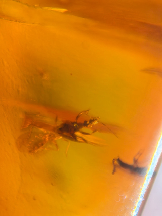 Lote 17 piezas ámbar con insectos fósiles