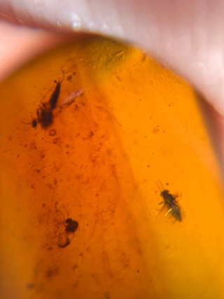 Lote 17 piezas ámbar con insectos fósiles