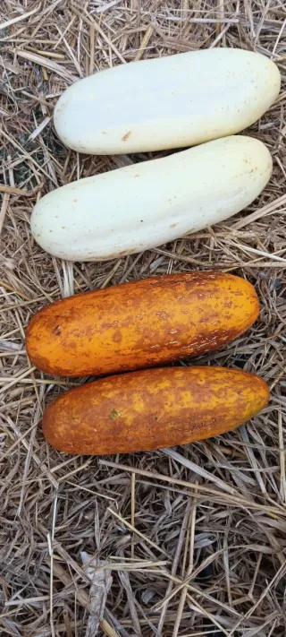 40 semillas de pepino tradicional