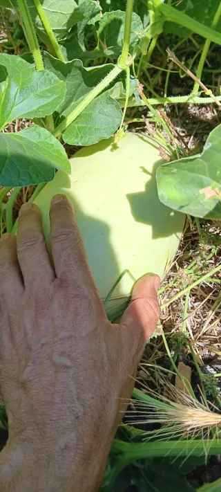 30 semillas melón blanco antiguo