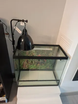 Terrario cristal con lámpara