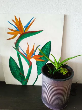 Suculentas en maceta