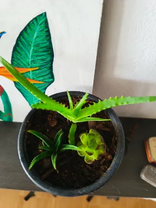 Suculentas en maceta