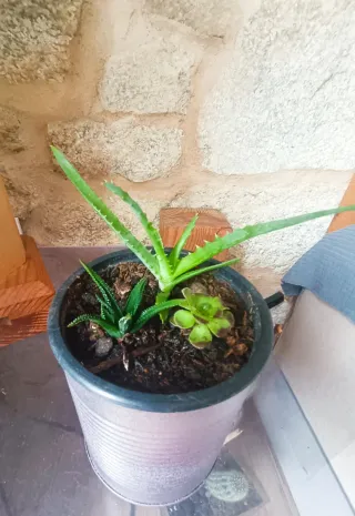 Suculentas en maceta