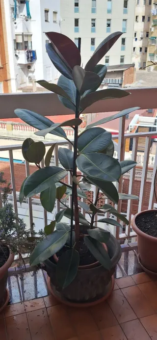 Macetero antiguo de terracota y piedra