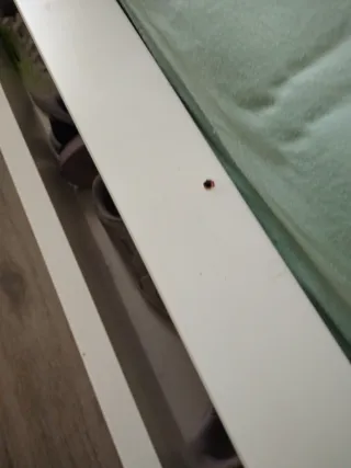 Cama individual blanca con cajones