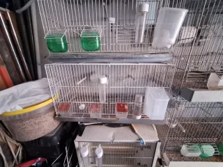 3 jaulas de 60 mas tolvas,tiras Led ect