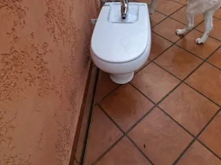 Bidé Roca con grifo Grohe