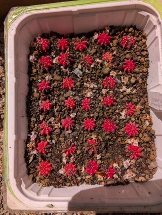 Gimnocalycium mihanovichii