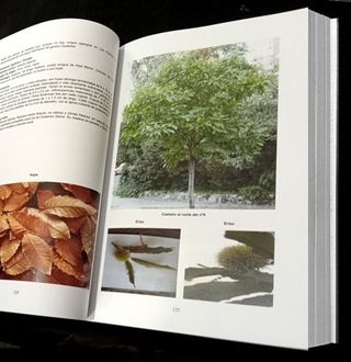 FLORA. LOS ARBOLES DE LA URBANIZACION. LAS HUERTAS