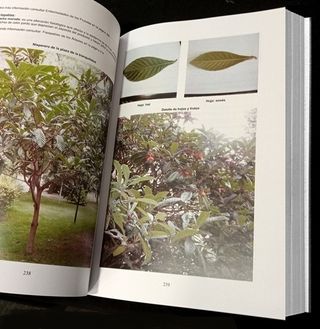 FLORA. LOS ARBOLES DE LA URBANIZACION. LAS HUERTAS