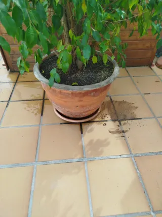 Ficus Benjamina en maceta