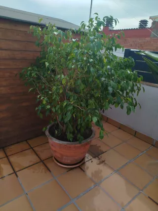 Ficus Benjamina en maceta