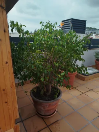 Ficus Benjamina en maceta