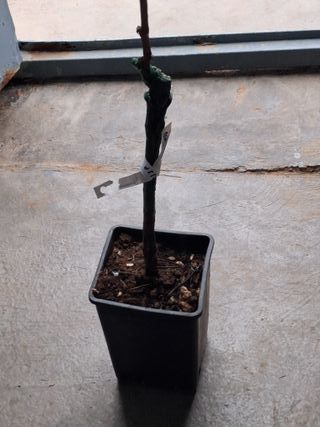 Plantas de uva TOP Premium