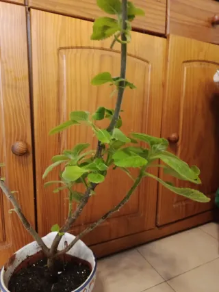 Planta Orégano Orejón