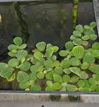 Limnobium - Planta flotante para acuario