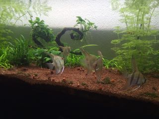 Acuario 240L con mueble