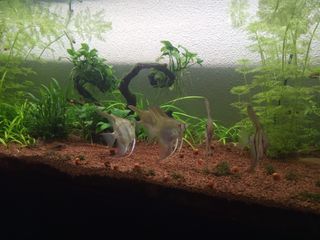 Acuario 240L con mueble