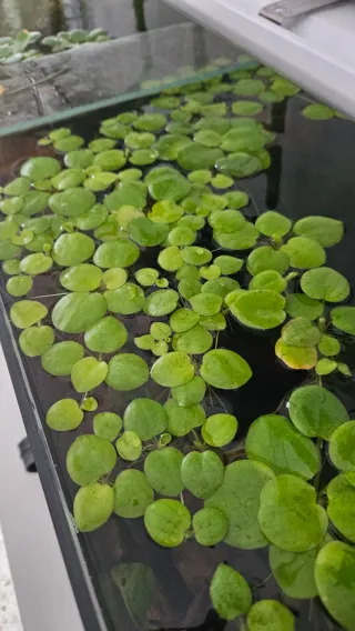Planta flotante Lechuga de agua para acuario