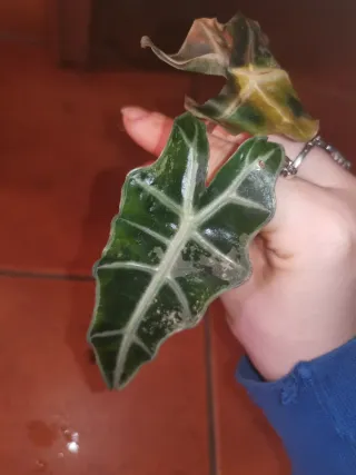 Alocasia Amazonica Pink - cormo