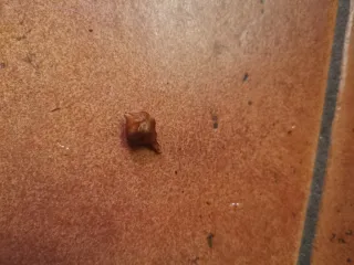 Alocasia Amazonica Pink - cormo