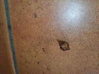 Alocasia Amazonica Pink - cormo