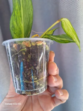 Hoya polyneura inner variegata